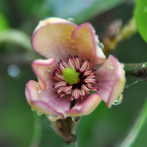 Photo of Magnolia figo flower