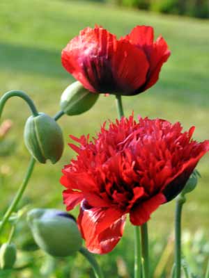 Photo of Papaver somnifera