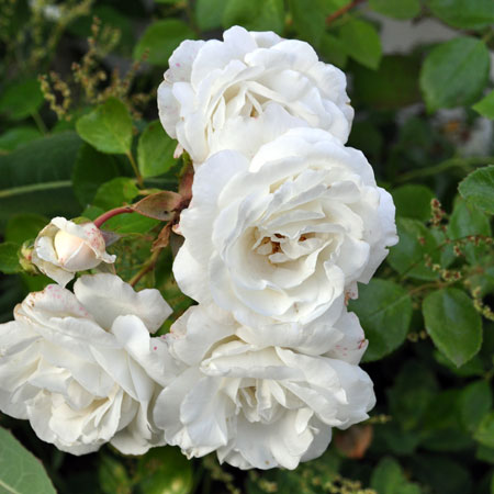 Photo of Rosa 'White Dawn'