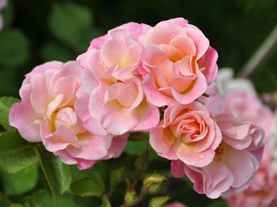 Photo of rose of unknown variety