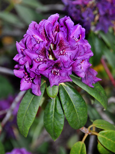 Photo of Rhododendron 'Colonel Coen'