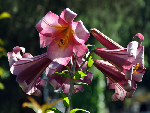 Photo of Lilium longiflorum 'Pink Perfection'