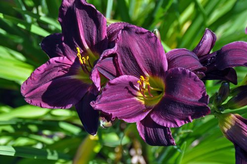 Photo of Hemerocallis 'Bela Lugosi'