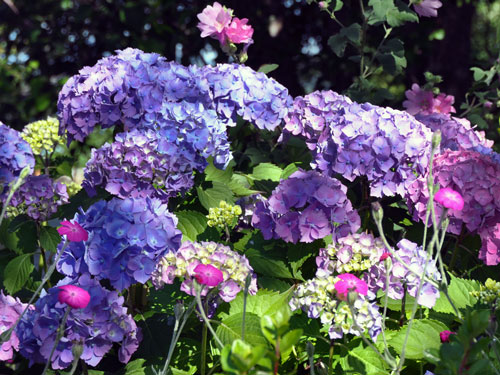 Photo of Hydrangea macrophylla