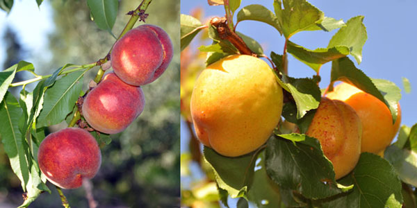 Photos of Prunus persica 'Avalon's Pride' and Prunus armeniaca 'Puget Gold'