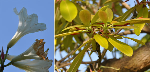 Photos of Rhododendron discolor
