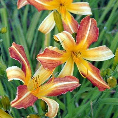 Photo of Hemerocallis 'Franz Hals'