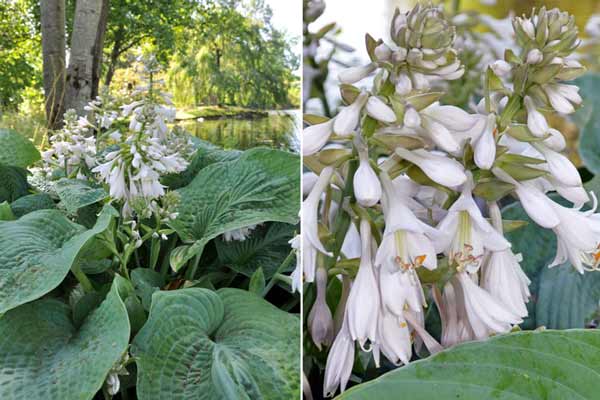 Photos of Hosta 'Elegans'