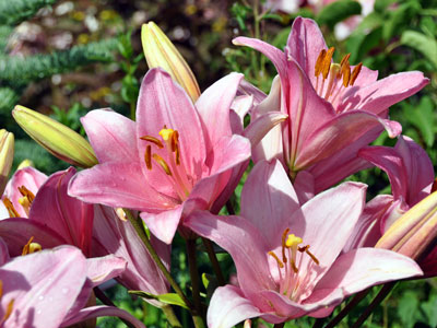 Photo of unknown pink lilies