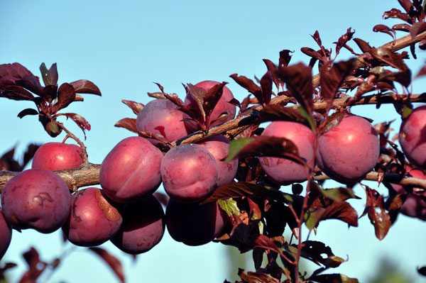 Photo of Prunus salicina 'Holiday'