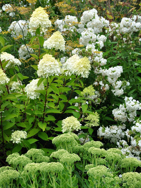 Photo of mixed white flowers
