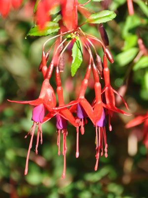 Photo of Fuchsia magellenica var. macrostema