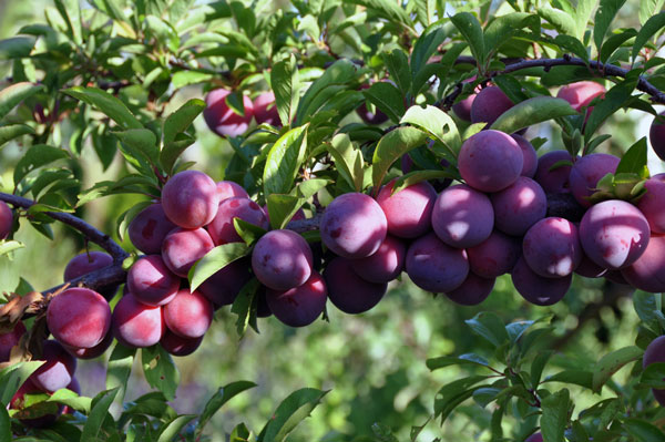 Photo of Prunus 'Beauty'