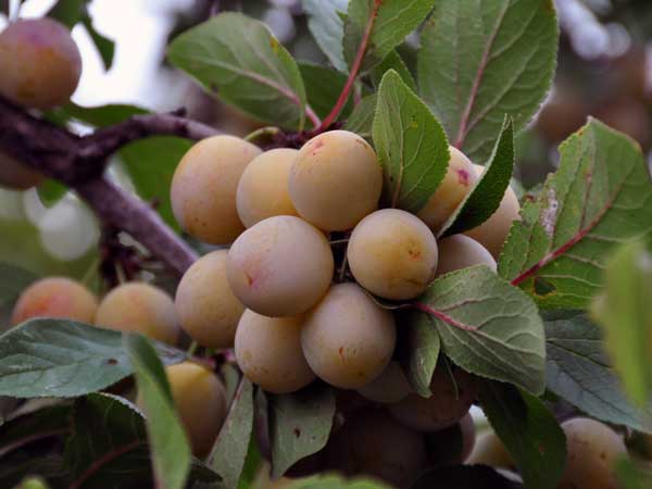 Photo of Mirabelle plums