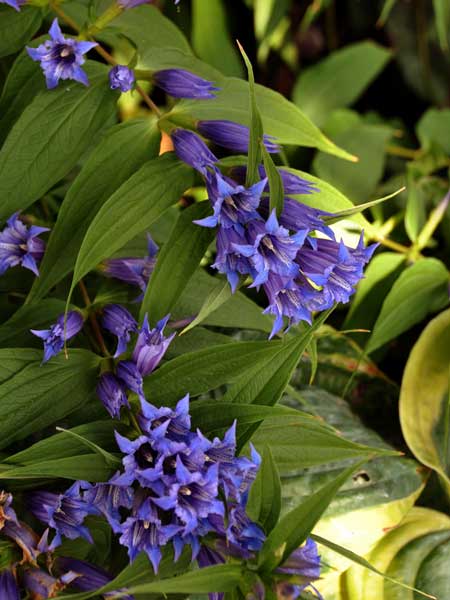 Photo of Gentiana asclepiadea