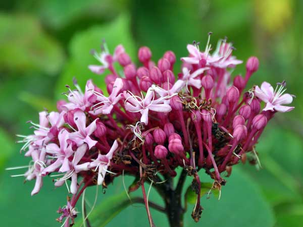 Photo of Clerodendrum bungei
