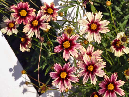 Photo of Coreopsis 'Redshift'