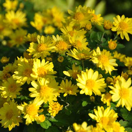 Photo of yellow chrysanthemums