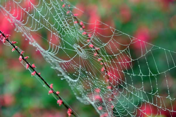 Photo of spider web covered with dew