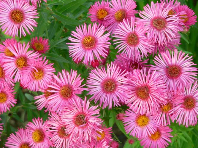 Photo of Aster novae-angliae 'Barr's Pink'