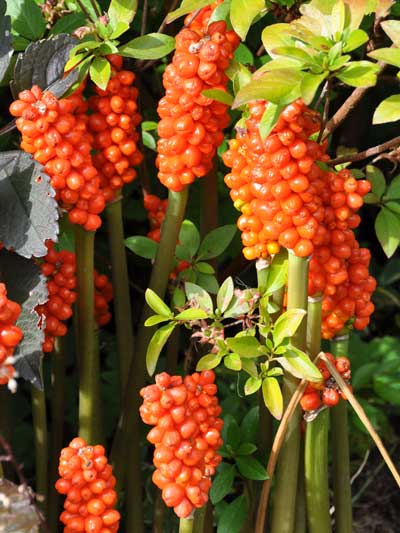 Photo of Arum italicum berries