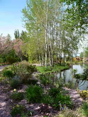 A border garden alongside the pond