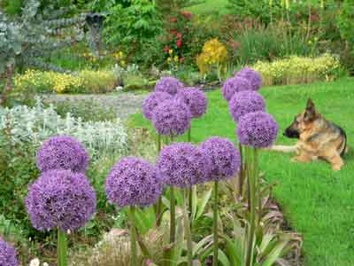 Allium flowers with our dog Argos in the background