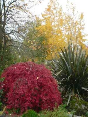 A Japanese maple and a phormium