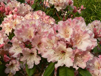 Lem's Cameo rhododendron flowers
