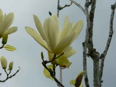 Magnolia "Butterflies" flower
