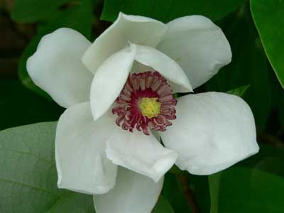 Magnolia wilsonii flower