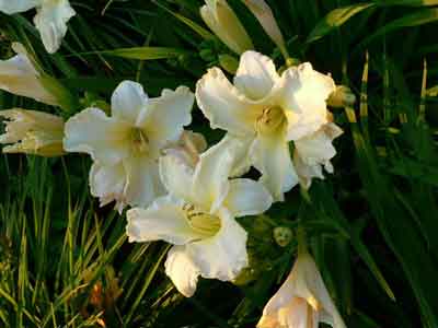 Sunday glove iris flowers