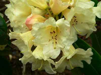 Yellow rhododendron flowers