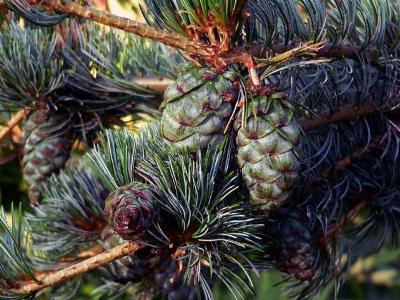 Needles and cones of Japanese pine
