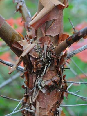 Bark on an Acer griseum (paperbark maple)