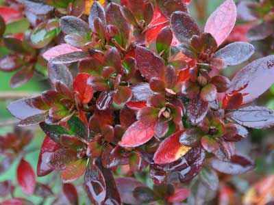 Red leaves of Azalea 'Hino Crimson'
