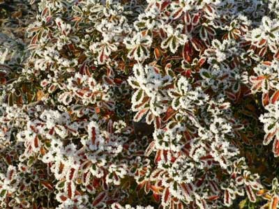 Frost on pyracantha leaves