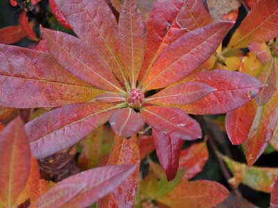 Red leaves of Rhododendron luteum