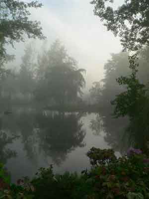 Morning fog on the pond