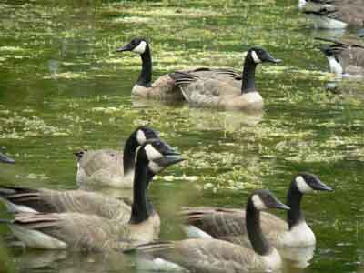 Geese swimming in the pond