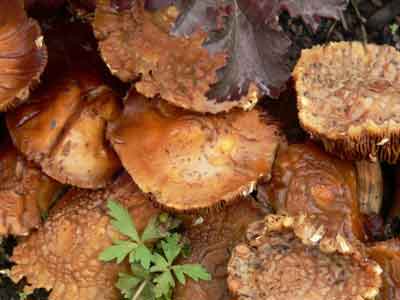 Fruiting bodies of wild fungus