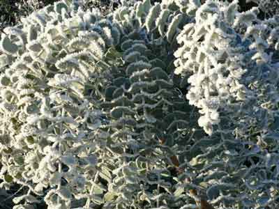 Eucalyptus leaves covered with frost